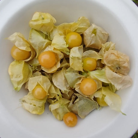 Drott's yellow physalis seeds heirloom ground cherry @ sowdiverse.ie