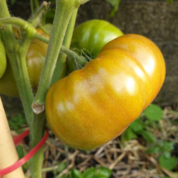 Dwarf BrandyFred tomato Dwarf tomato project seeds @ sowdiverse,ie