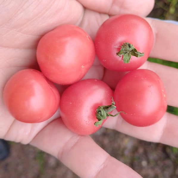 Dwarf Johnson's cherry tomato seeds OSSI @ sowdiverse.ie