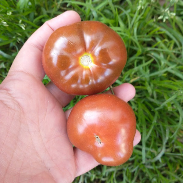 dwarf boronia Drwadf tomato seeds @ sowdiverse.ie