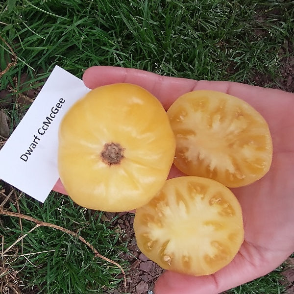 CC McGee Dwarf Tomato Seeds @ sowdiverse.ie 
