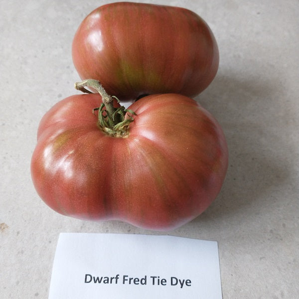 Dwarf tomato Fred's Tie Dye seeds Dwarf tomato project @ sowdiverse.ie