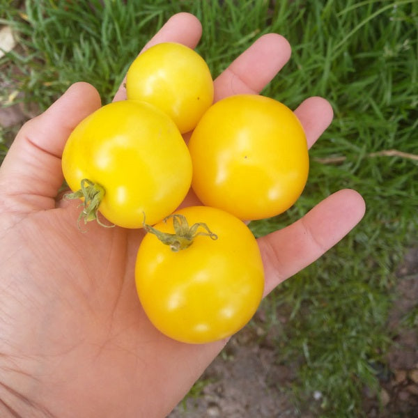 dwarf tomato kangaroo paw yellow seeds @ sowdiverse.ie