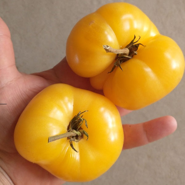 Dwarf orange cream seeds Dwarf tomato project @ sowdiverse.ie