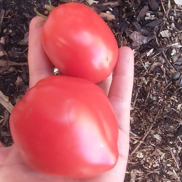 Tomato Dwarf Sneaky Sauce Seeds Irish grown @ sow diverse