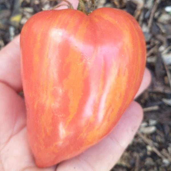 Tomato Dwarf Stony Brook Heart seeds irish grown @ Sow Diverse