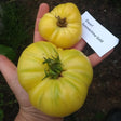 Summertime Gold Dwarf tomato seeds OSSI pledged  @sowdiverse.ie