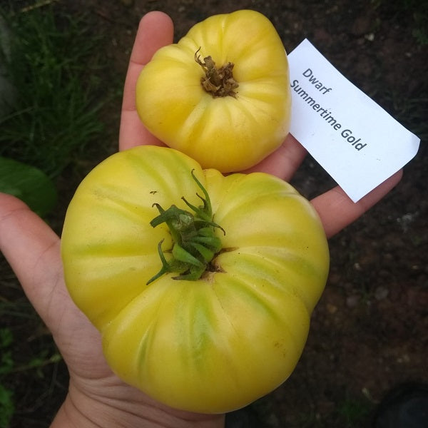 Summertime Gold Dwarf tomato seeds OSSI pledged  @sowdiverse.ie