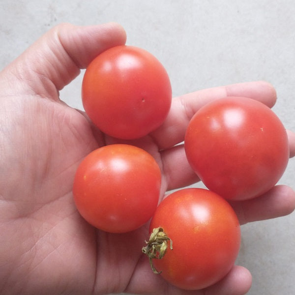 dwarf sweet scarlet tomato seeds Dwarf tomato project @ sowdiverse.ie