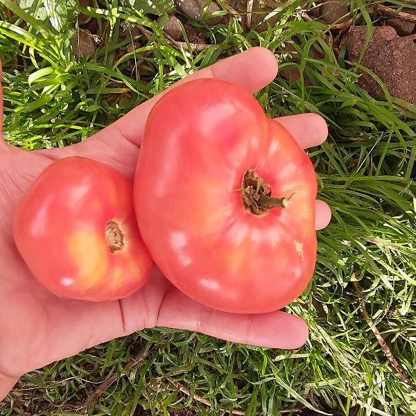 Dwarf TastyWine tomato seeds Dwarf tomato project seeds irish grown @ sowdiverse.ie