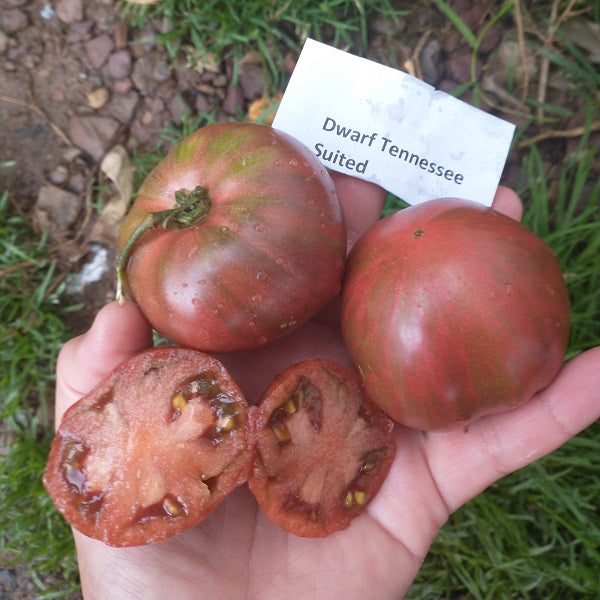 Dwarf Tennessee Suited tomato seeds OSSI pledged @ sowdiverse.ie