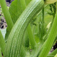 Courgette fiorentino seeds organic heirloom from Tuscany @sowdiverse.ie