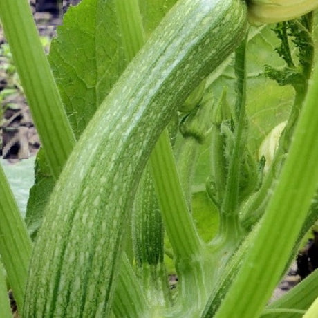 Courgette fiorentino seeds organic heirloom from Tuscany @sowdiverse.ie