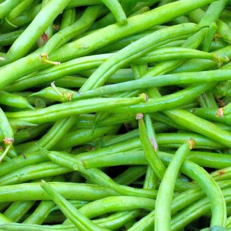 Fin de bagnols string beans seeds Heirloom  @ sowdiverse.ie