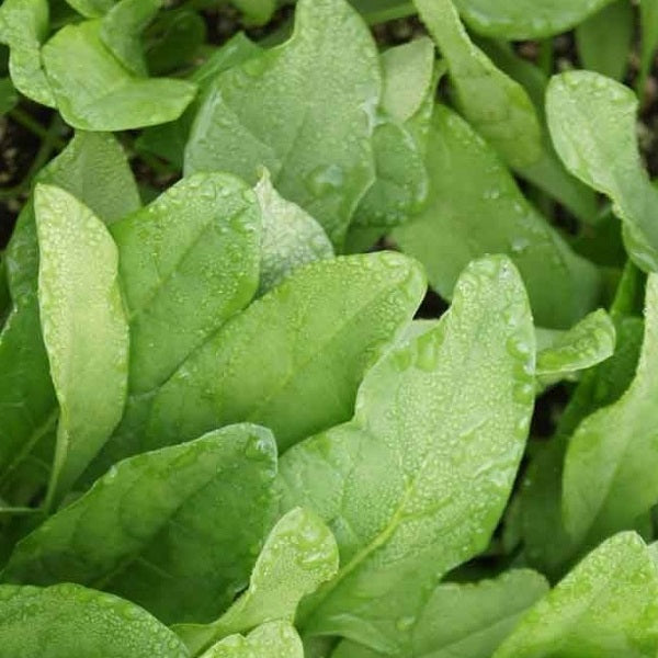 First harvest spinach heirloom organic seeds @ sowdiverse.ie