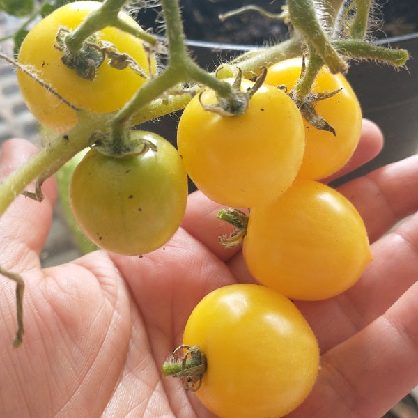 floragold basket mini dwarf tomato seeds @sowdiverse.ie