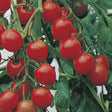 gardener's delight organic tomato seeds @ sowdiverse.ie