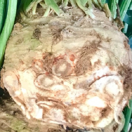 celeriac prague giant seeds organic heirloom @ sowdiverse.ie