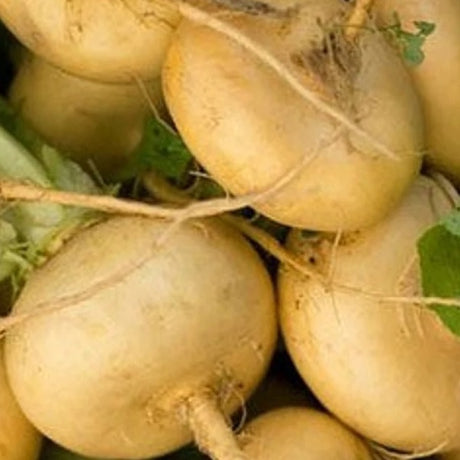 golden ball turnip heirloom seeds @ sowdiverse.ie