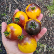 Gondwana Moon tomato seeds Dwarf tomato project @ Sowdiverse.ie