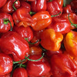 Habanero chili Sow Diverse