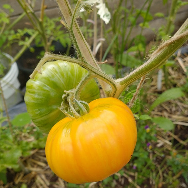Hailey's rainbow pascal tomato seeds rare @ sowdiverse.ie