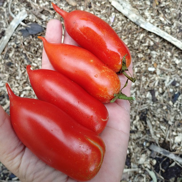 handy lady tomato seeds mildew resistant @ sowdverse.ie
