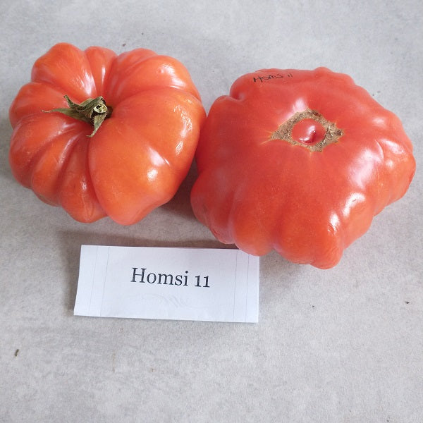 Homs 11 tomato seeds heirloom @ sowdiverse.ie