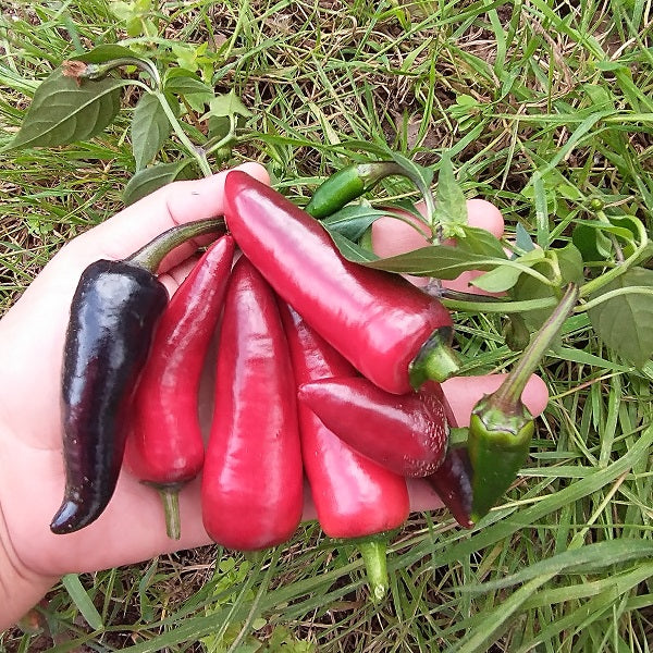 black hungarian pepper seeds irish grown @ sowdiverse.ie