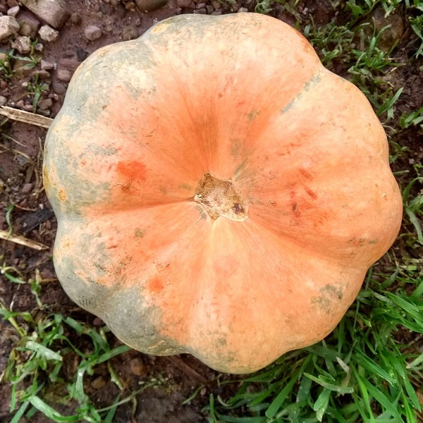 indian pumpkin squash seeds @ sowdiverse.ie