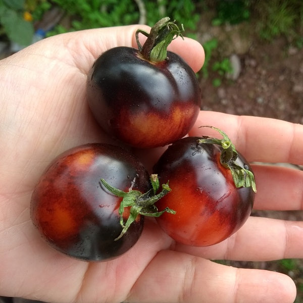 Indigo tomato mix seeds irish grown @ sowdiverse.ie