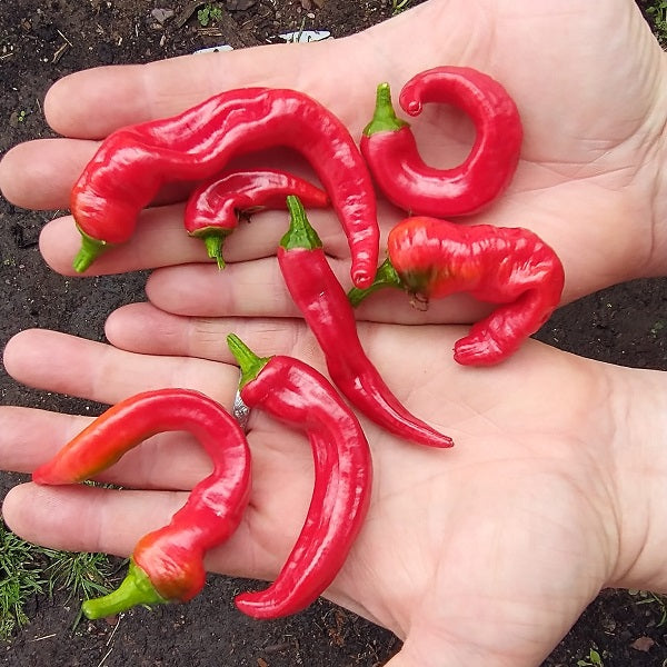 jimmy nardello sweet pepper seeds @ sowdiverse.ie