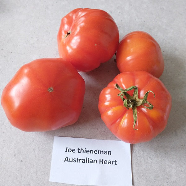 joe thieneman australian heart tomato seeds heirloom irish grown @ sowdiverse.ie