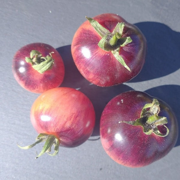 kaleidoscopic jewel tomato seeds @ sowdiverse.ie
