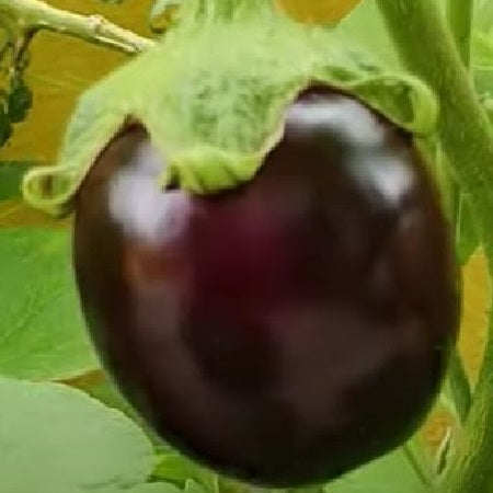kamo aubergine seeds organic heirloom japanese @ sowdiverse.ie