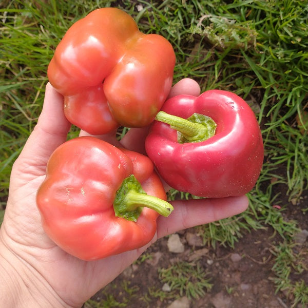 king of the north pepper seeds sweet heirloom seeds irish grown @ sowdiverse.ie