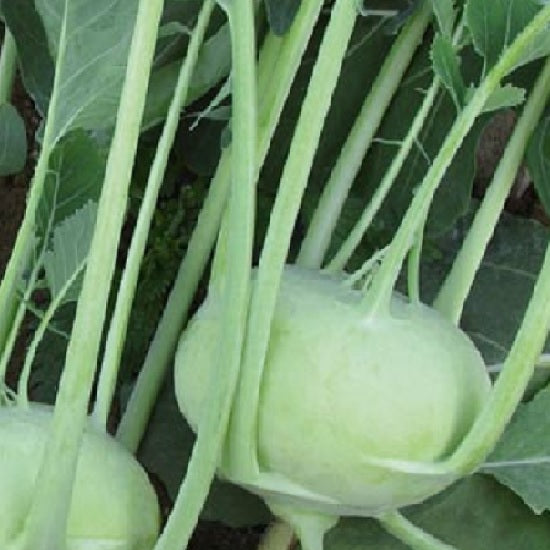 early white vienna kohlrabi seeds heirloom ireland @ sowdiverse.ie