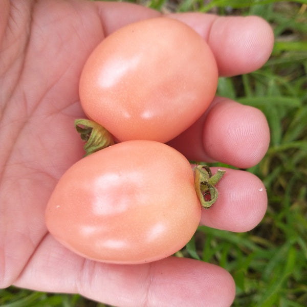 kumkum kesari tomato seeds @ sowdiverse.ie