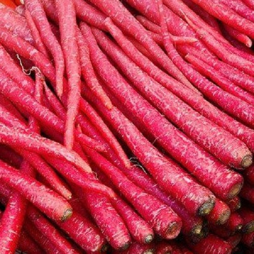 kyoto red carrot heirloom seeds @ sowdiverse.ie