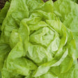 lettuce Val d'orge heirloom organic seeds @ sowdiverse.ie