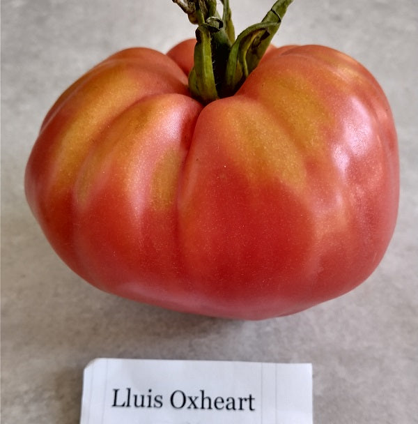 Lluis oxheart tomato seeds irish seeds @ sowdiverse.ie