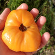 loxton lad dwarf tomato seeds Dwarf tomato project@ sowdiverse.ie