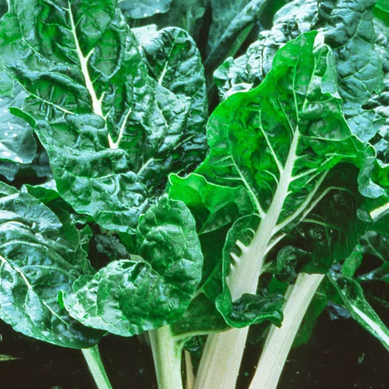 lucullus swiss chard organic seeds @ sowdiverse.ie