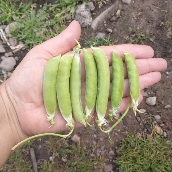 mammoth melting sugar pea seeds heirloom @ sowdiverse.ie