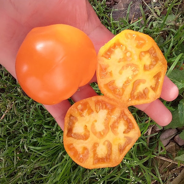 mango tomato seeds rare @ sowdiverse.ie