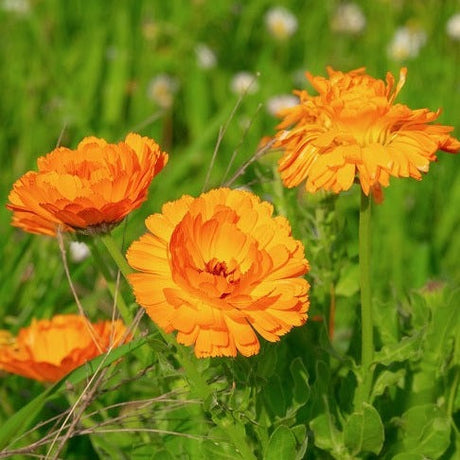 calendula officinalis Pot Marigold organic @sowdiverse.ie