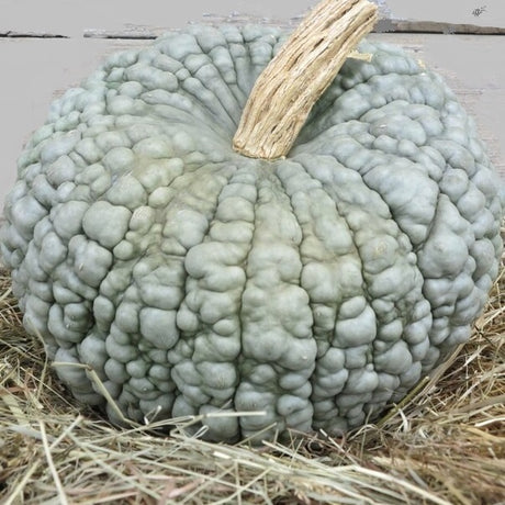 marina di chioggia zucca organic heirloom seeds @ sowdiverse.ie