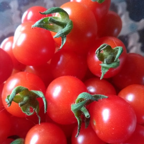 mexican tomato seeds @ sowdiverse.ie