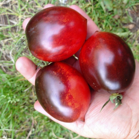 midnight roma tomato seeds ireland