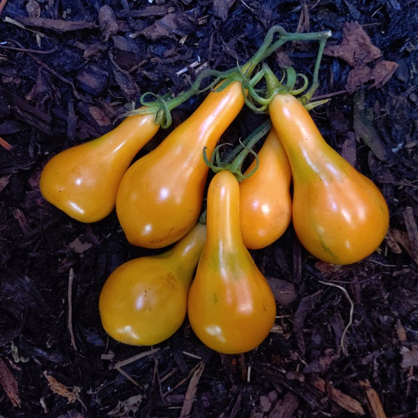 Mila tomato irish grown : Several elongated yellow-orange tomatoes with green stems resting on dark mulch.
